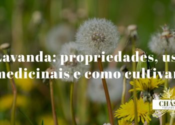 lavanda propriedades — campos de Lavandula angustifolia em flor