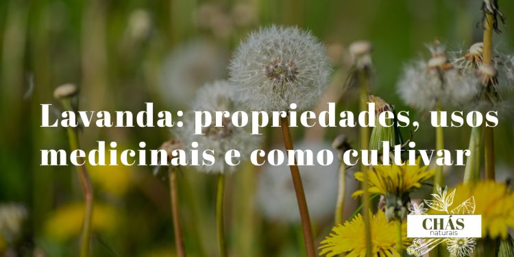 lavanda propriedades — campos de Lavandula angustifolia em flor