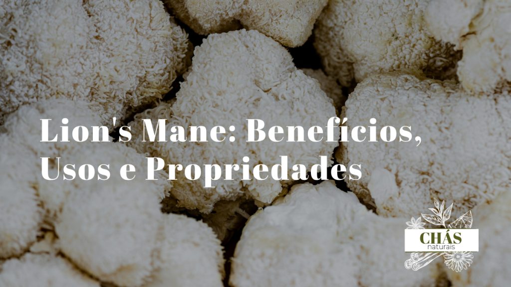 lion's mane benefícios — cogumelo Hericium erinaceus branco