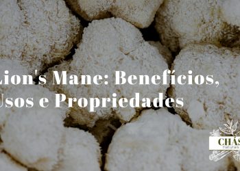 lion's mane benefícios — cogumelo Hericium erinaceus branco
