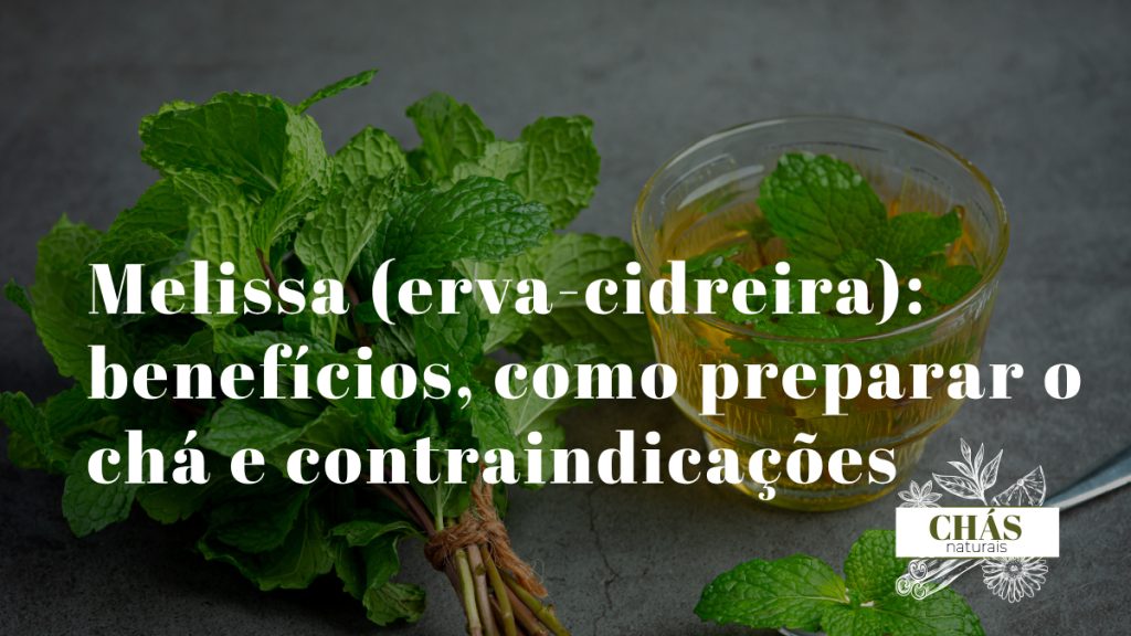 Folhas frescas de melissa erva-cidreira para chá medicinal