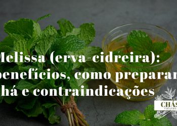 Folhas frescas de melissa erva-cidreira para chá medicinal