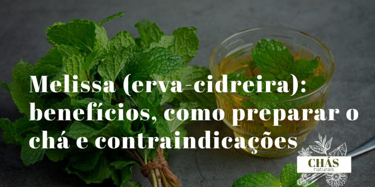 Folhas frescas de melissa erva-cidreira para chá medicinal