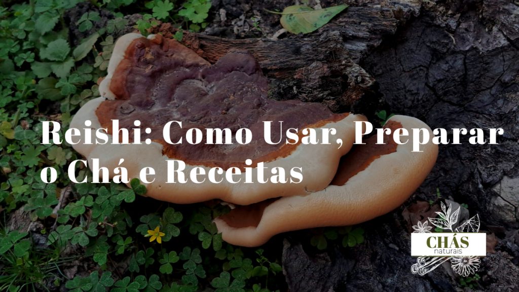 reishi como usar — cogumelo Ganoderma lucidum seco e em pó