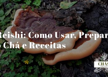 reishi como usar — cogumelo Ganoderma lucidum seco e em pó