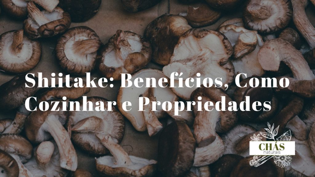 shiitake benefícios — cogumelos shiitake frescos Lentinula edodes