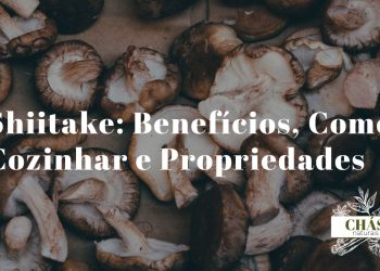 shiitake benefícios — cogumelos shiitake frescos Lentinula edodes