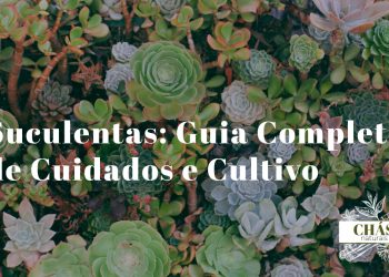 suculentas cuidados — coleção de suculentas coloridas em vasos de terracota