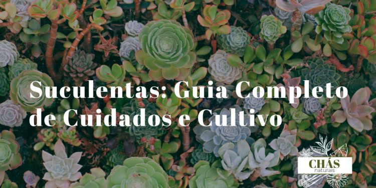 suculentas cuidados — coleção de suculentas coloridas em vasos de terracota