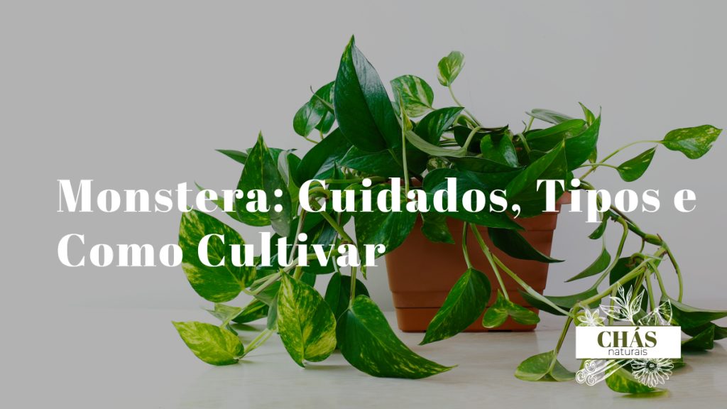 jiboia cuidados — jiboia dourada em vaso suspenso com folhas variegadas amarelas e verdes