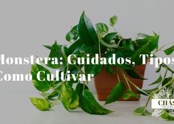 jiboia cuidados — jiboia dourada em vaso suspenso com folhas variegadas amarelas e verdes