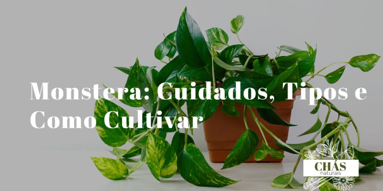 jiboia cuidados — jiboia dourada em vaso suspenso com folhas variegadas amarelas e verdes