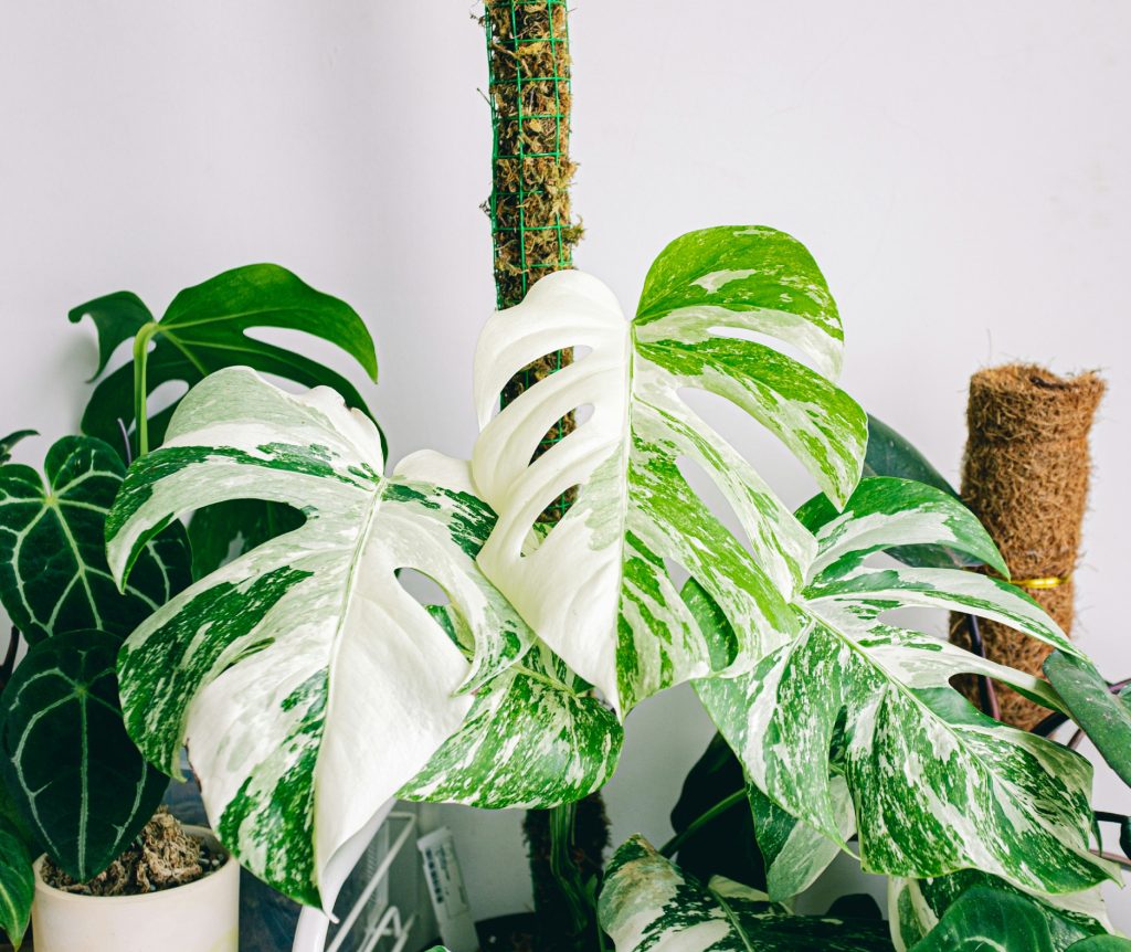 monstera cuidados — folhas fenestradas de monstera deliciosa em vaso de interior