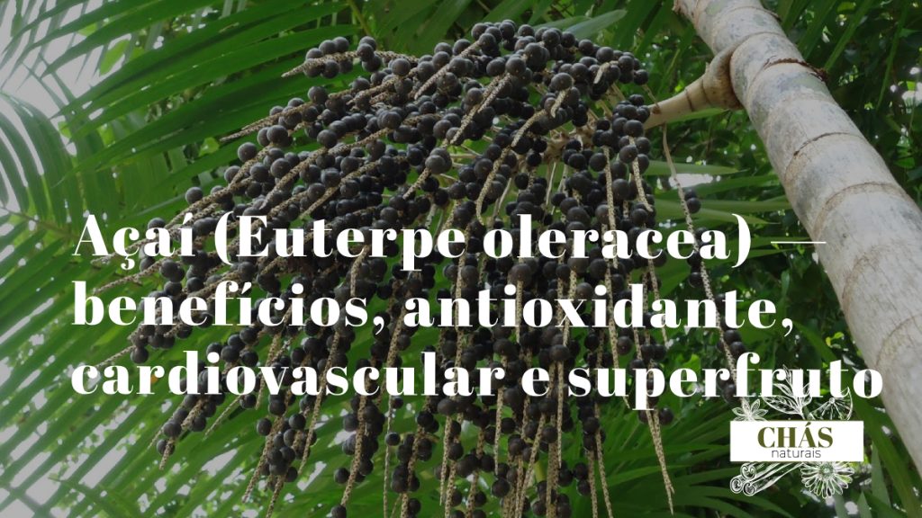 açaí benefícios — frutos roxos de Euterpe oleracea na palmeira nativa da Amazónia brasileira