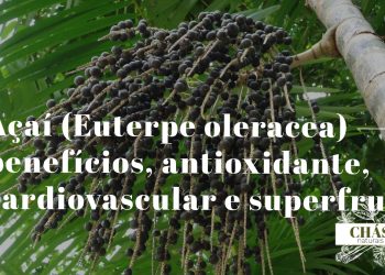 açaí benefícios — frutos roxos de Euterpe oleracea na palmeira nativa da Amazónia brasileira