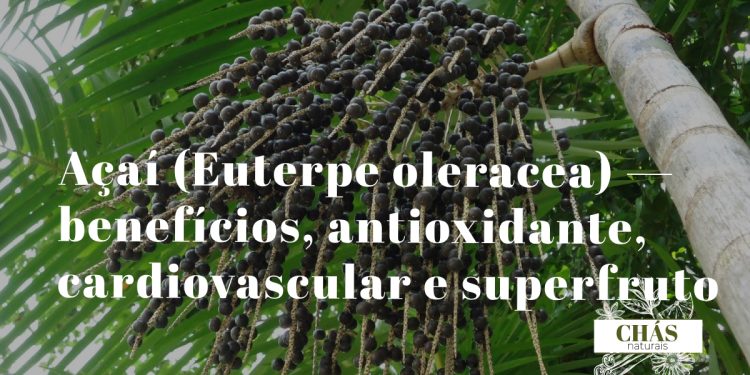 açaí benefícios — frutos roxos de Euterpe oleracea na palmeira nativa da Amazónia brasileira