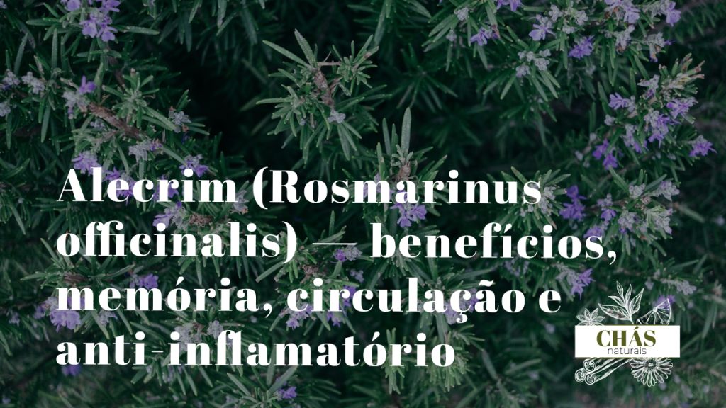 alecrim benefícios — ramos de Rosmarinus officinalis com flores azuis em horta medicinal