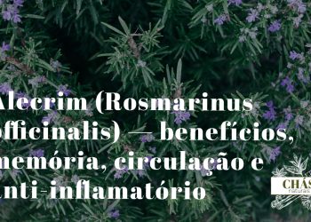 alecrim benefícios — ramos de Rosmarinus officinalis com flores azuis em horta medicinal