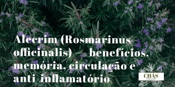 alecrim benefícios — ramos de Rosmarinus officinalis com flores azuis em horta medicinal