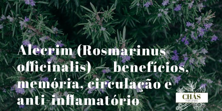 alecrim benefícios — ramos de Rosmarinus officinalis com flores azuis em horta medicinal