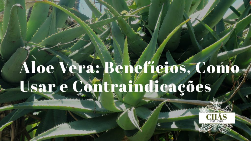 aloe vera benefícios — folhas abertas de aloe vera com gel transparente e planta em vaso