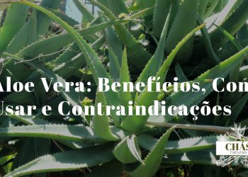 aloe vera benefícios — folhas abertas de aloe vera com gel transparente e planta em vaso