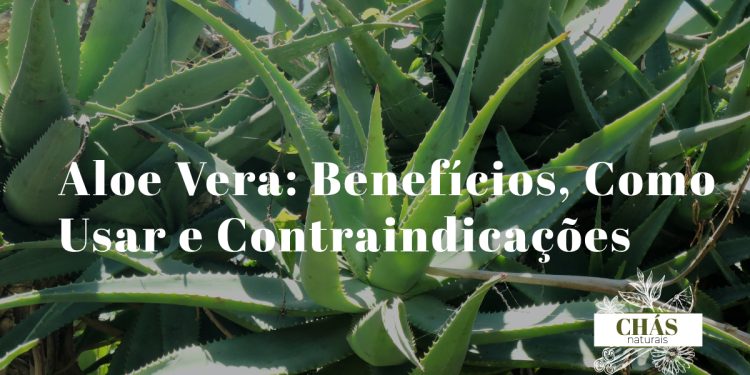 aloe vera benefícios — folhas abertas de aloe vera com gel transparente e planta em vaso