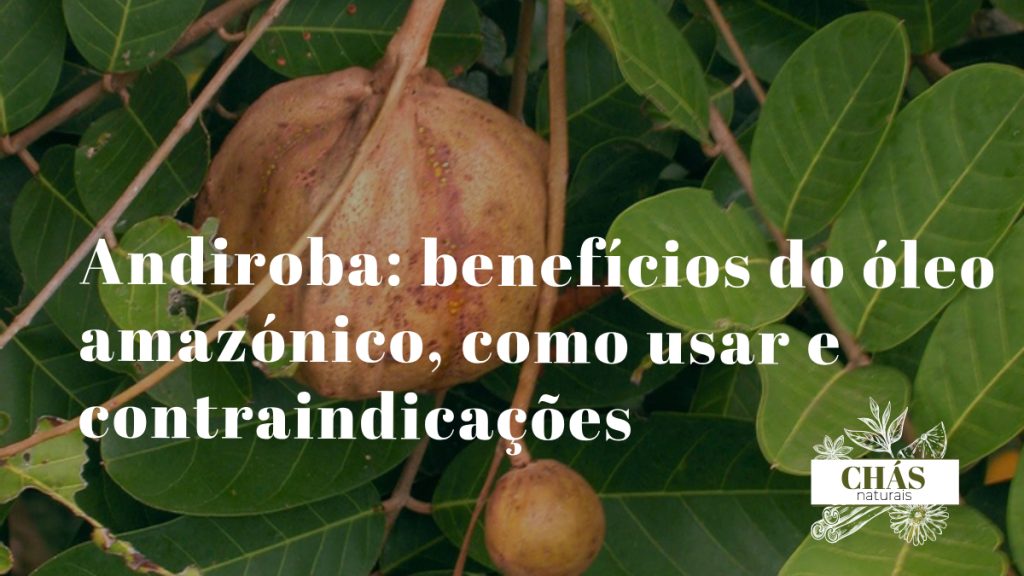 andiroba benefícios — sementes e óleo de andiroba Carapa guianensis da floresta amazónica