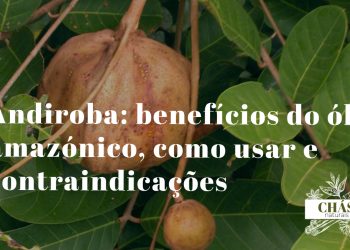 andiroba benefícios — sementes e óleo de andiroba Carapa guianensis da floresta amazónica