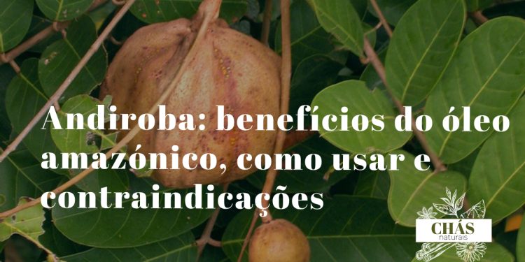 andiroba benefícios — sementes e óleo de andiroba Carapa guianensis da floresta amazónica