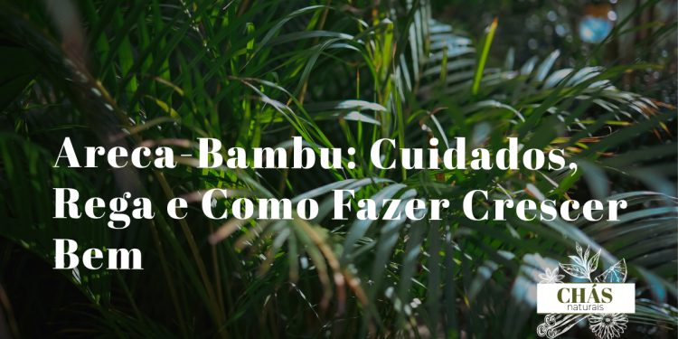 areca-bambu cuidados — Dypsis lutescens com folhas arqueadas verdes em sala luminosa