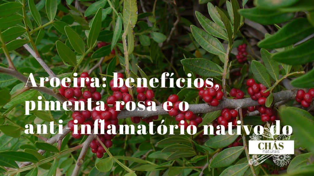 aroeira benefícios — frutos vermelhos de pimenta-rosa Schinus terebinthifolius árvore brasileira