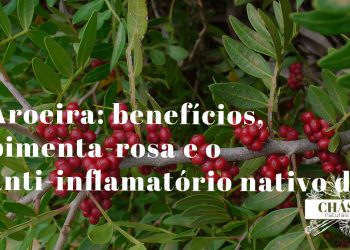 aroeira benefícios — frutos vermelhos de pimenta-rosa Schinus terebinthifolius árvore brasileira