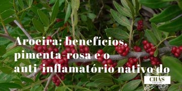 aroeira benefícios — frutos vermelhos de pimenta-rosa Schinus terebinthifolius árvore brasileira