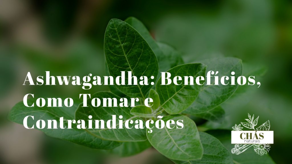 ashwagandha benefícios — raiz e pó de ashwagandha Withania somnifera