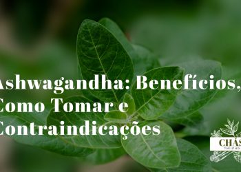 ashwagandha benefícios — raiz e pó de ashwagandha Withania somnifera