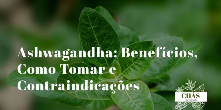 ashwagandha benefícios — raiz e pó de ashwagandha Withania somnifera