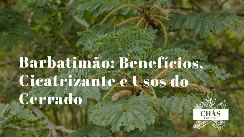 barbatimão benefícios — casca da árvore Stryphnodendron adstringens no Cerrado brasileiro