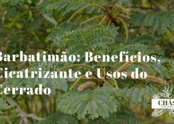 barbatimão benefícios — casca da árvore Stryphnodendron adstringens no Cerrado brasileiro