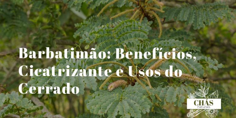 barbatimão benefícios — casca da árvore Stryphnodendron adstringens no Cerrado brasileiro