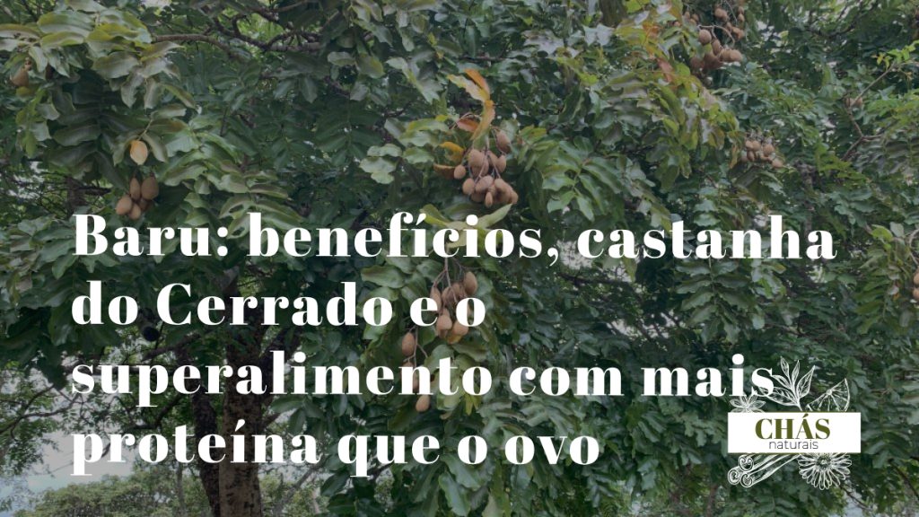 baru benefícios — castanha de Dipteryx alata fruto do Cerrado brasileiro