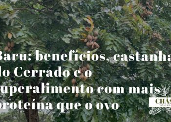 baru benefícios — castanha de Dipteryx alata fruto do Cerrado brasileiro