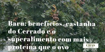 baru benefícios — castanha de Dipteryx alata fruto do Cerrado brasileiro
