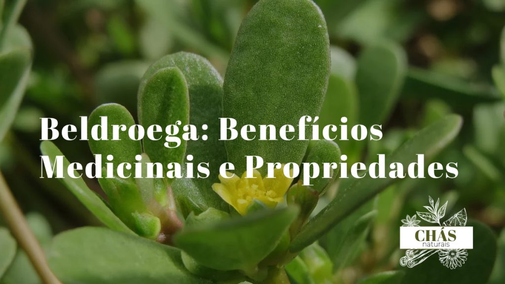 beldroega benefícios — folhas suculentas de Portulaca oleracea em fundo de horta natural