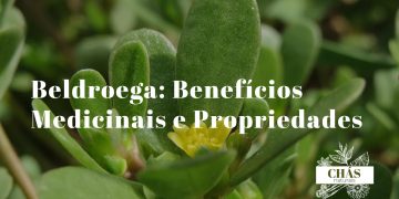 beldroega benefícios — folhas suculentas de Portulaca oleracea em fundo de horta natural