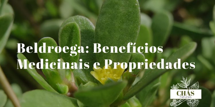 beldroega benefícios — folhas suculentas de Portulaca oleracea em fundo de horta natural