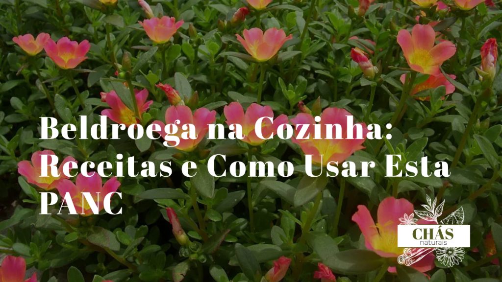 beldroega culinária — folhas frescas de beldroega numa taça de salada alentejana