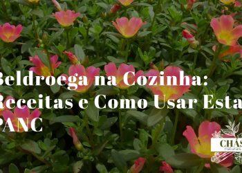 beldroega culinária — folhas frescas de beldroega numa taça de salada alentejana