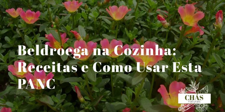 beldroega culinária — folhas frescas de beldroega numa taça de salada alentejana
