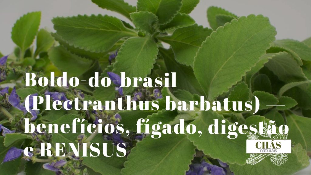 boldo-do-brasil benefícios — folhas largas e aveludadas de Plectranthus barbatus em jardim